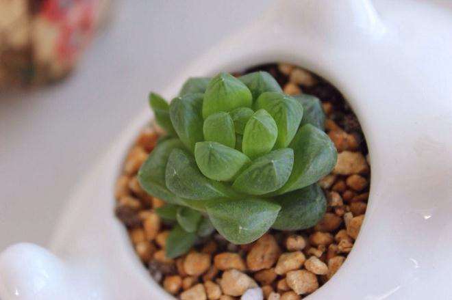 夏天有哪些多肉不能暴晒 图片