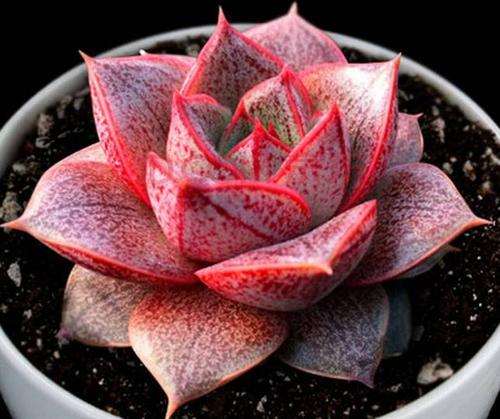 你们的多肉怎么熬过夏天的