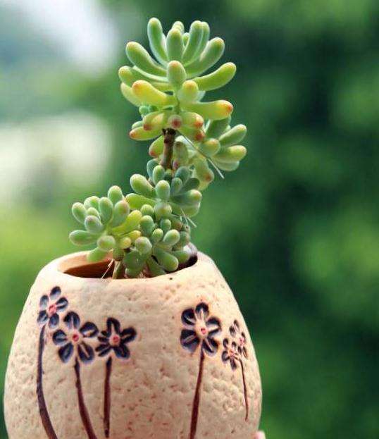 你们的多肉怎么熬过夏天的