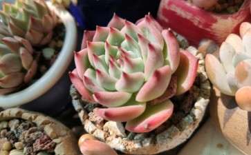 为什么夏天大多数多肉都是菜色