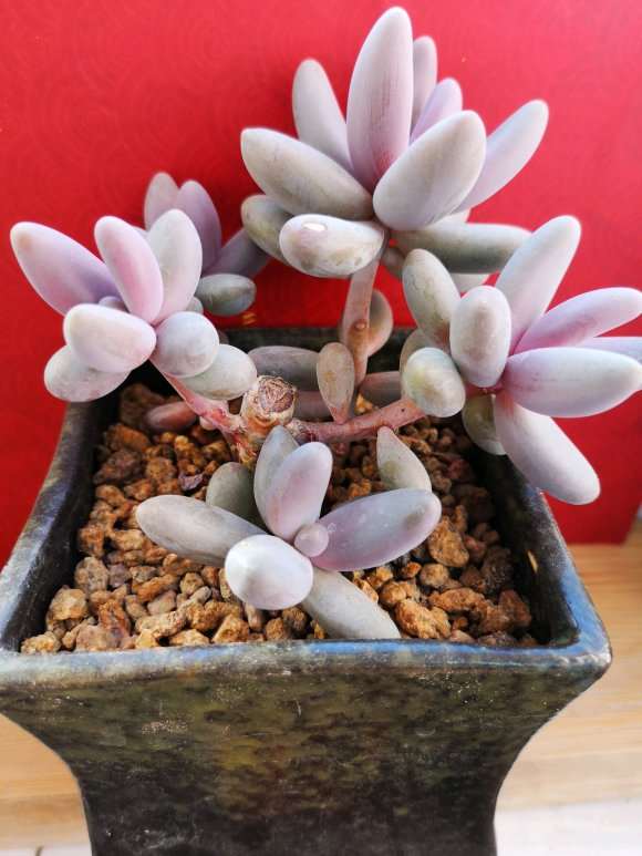 为什么吹雪松锦多肉 夏天很难服盆