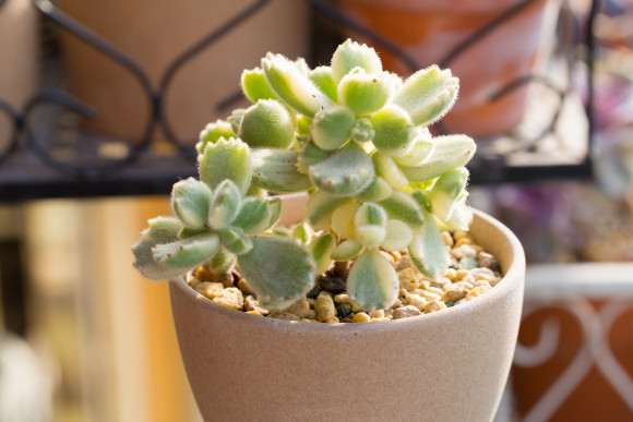 为什么吹雪松锦多肉 夏天很难服盆