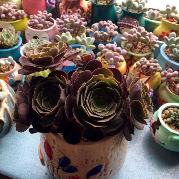 法师多肉夏天休眠的品种有哪些