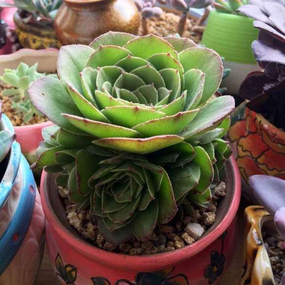 法师多肉夏天休眠的品种有哪些