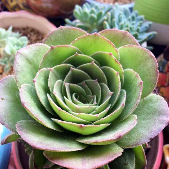 法师多肉夏天休眠的品种有哪些