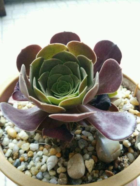 夏天入的多肉 还没新根的愁啊