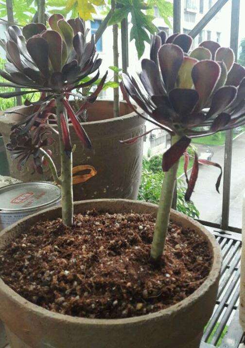 夏天入的多肉 还没新根的愁啊