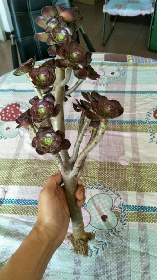 夏天入的多肉 还没新根的愁啊