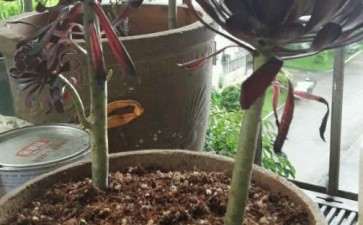 夏天入的多肉 还没新根的愁啊