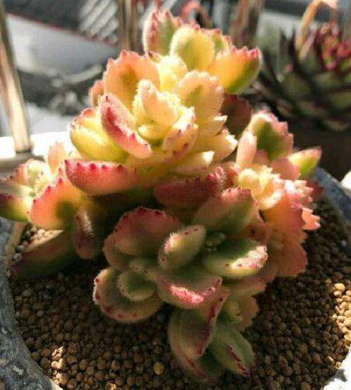 夏天熊童子多肉怎么度夏的经验