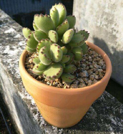 夏天熊童子多肉怎么度夏的经验