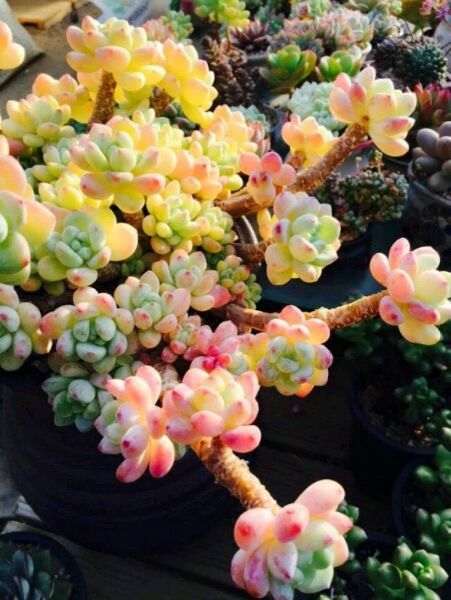 夏天温度一高 劳尔多肉就开始休眠