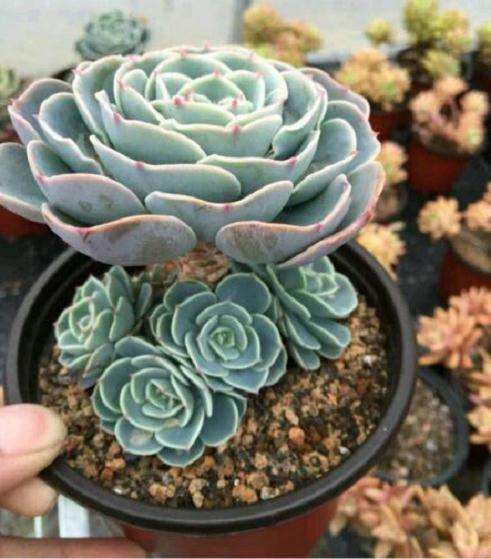 为什么玉蝶多肉难挨过高温的夏天