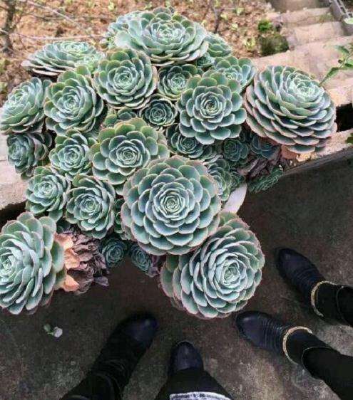 为什么玉蝶多肉难挨过高温的夏天