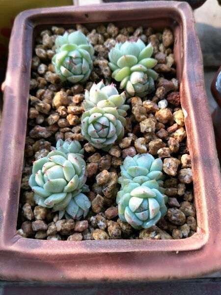 为什么夏天静夜多肉度夏有难度