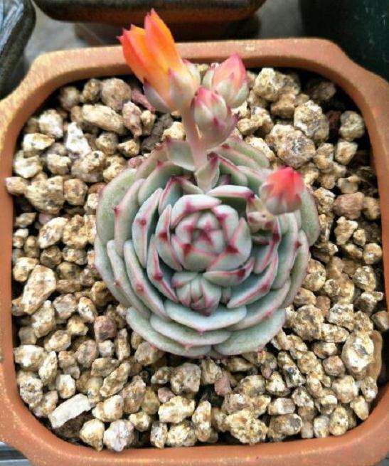 为什么夏天静夜多肉度夏有难度