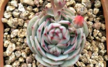 为什么夏天静夜多肉度夏有难度