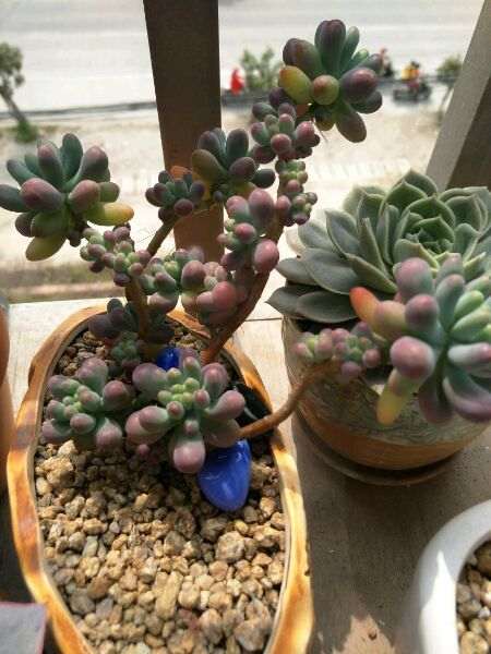 为什么奶油乙女心多肉 夏季基本停止生长