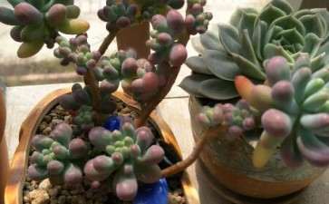 为什么奶油乙女心多肉 夏季基本停止生长