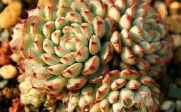 为什么小红衣多肉是度夏困难户