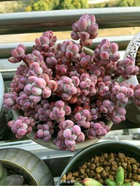 为什么蓝豆绿豆多肉度夏都太艰难