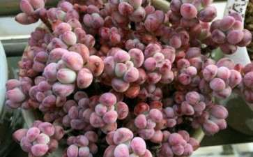 为什么蓝豆绿豆多肉度夏都太艰难