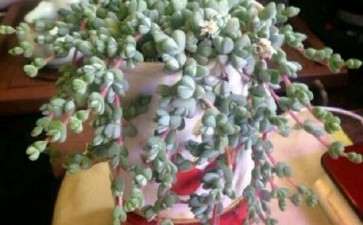 为什么碧玉莲多肉夏天很容易死