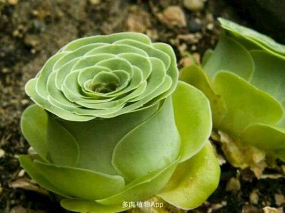 玫瑰多肉夏季虽然休眠