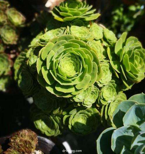 为什么广东公认全国多肉最难养的地方