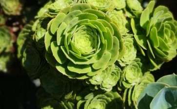 为什么广东公认全国多肉最难养的地方