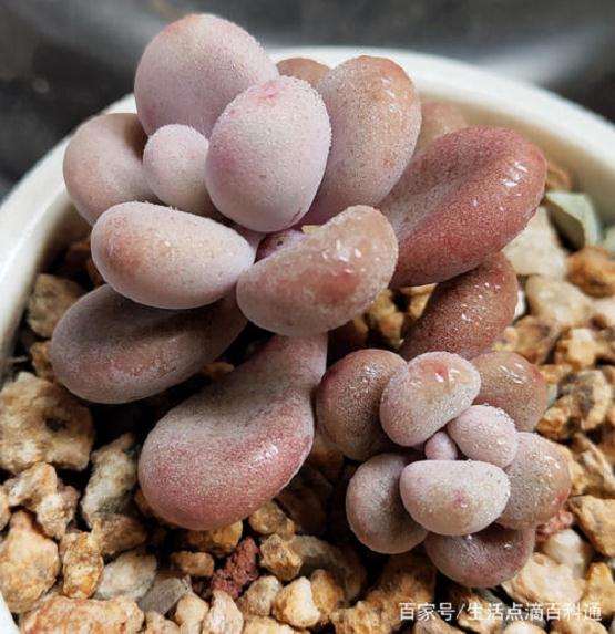 桃蛋多肉煤烟病