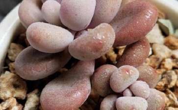 河北阳台 夏天40度 桃蛋多肉煤烟病