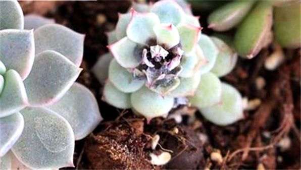 夏天最容易得黑腐病的多肉有哪些