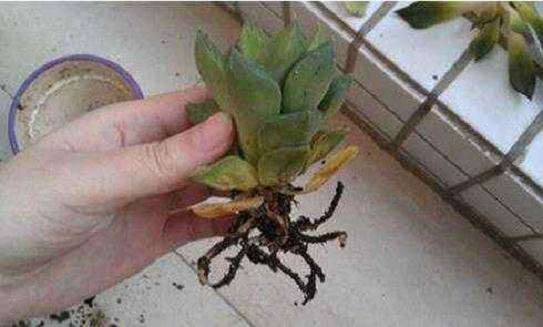 夏天最容易得黑腐病的多肉有哪些