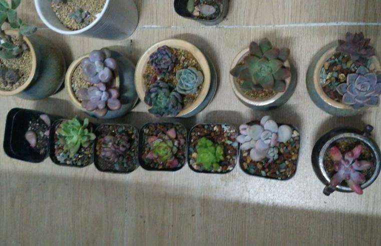 夏天广东怎样养多肉比较好