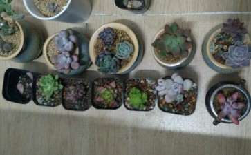 夏天广东怎样养多肉比较好