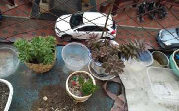 东北夏天到多少度 多肉需要遮阳