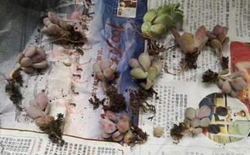 我的夏季多肉开箱 看看图片 可以吗