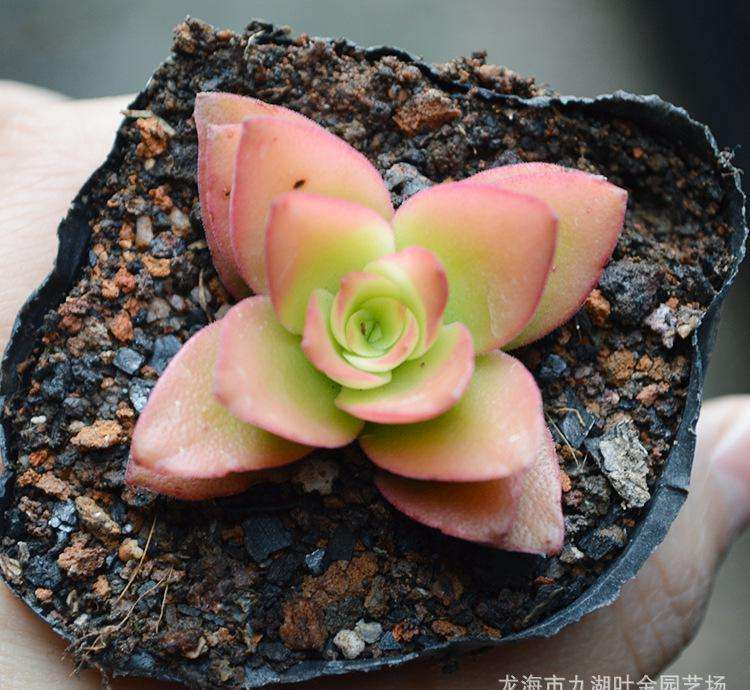 夏天多肉植物是不是很招蚊子