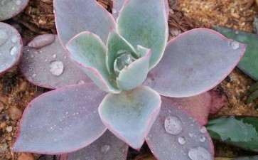 夏天多肉植物是不是很招蚊子