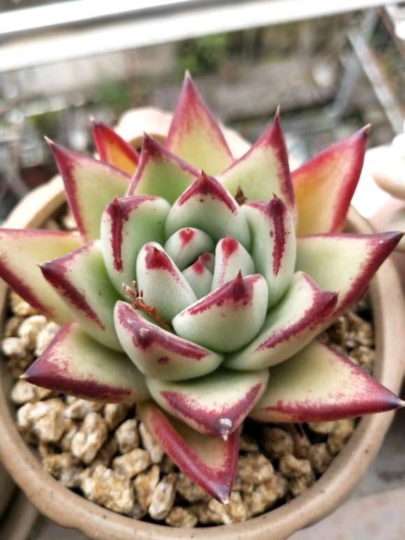 夏天怎么养护多肉的5个主意事项