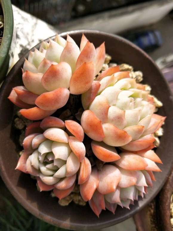 夏天怎么养护多肉的5个主意事项