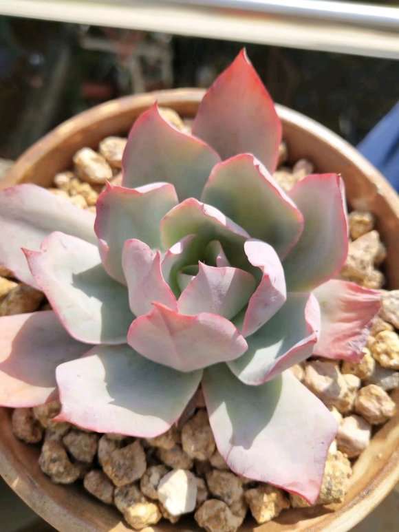 夏天怎么养护多肉的5个主意事项