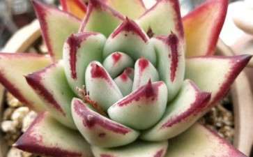 夏天怎么养护多肉的5个主意事项