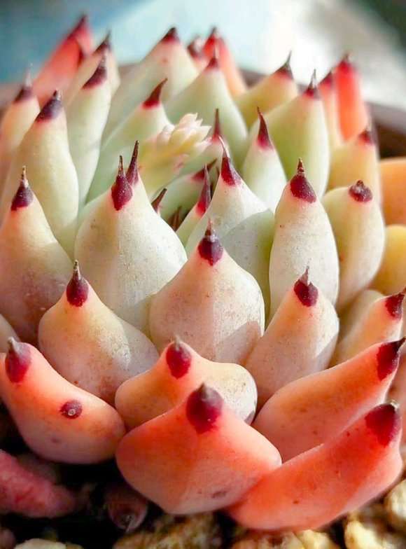 多肉怎么预防黑腐病 夏天多通风