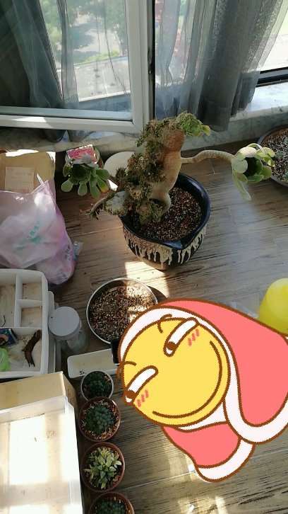 多肉怎么预防黑腐病 夏天多通风