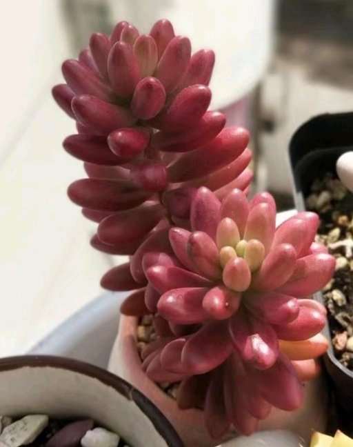 多肉怎么预防黑腐病 夏天多通风