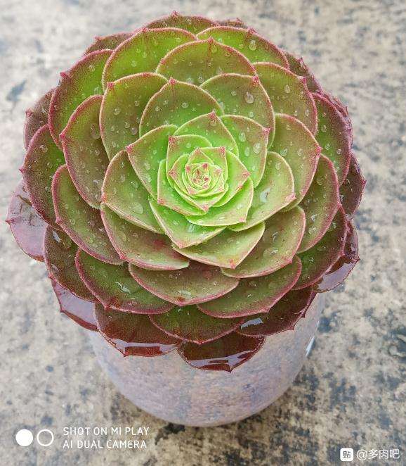 夏天法师多肉脸为什么这么扁平