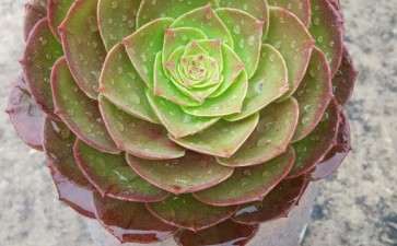 夏天法师多肉脸为什么这么扁平