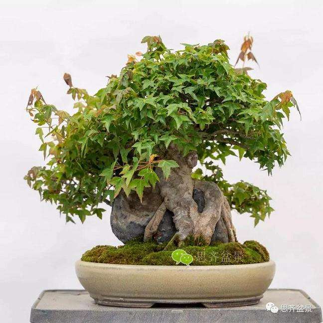 三角枫盆景怎么摘叶的方法